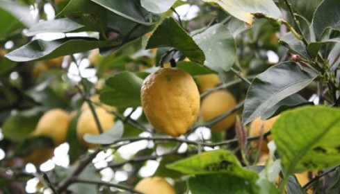 sicilia agrdolce - limone di siracusa